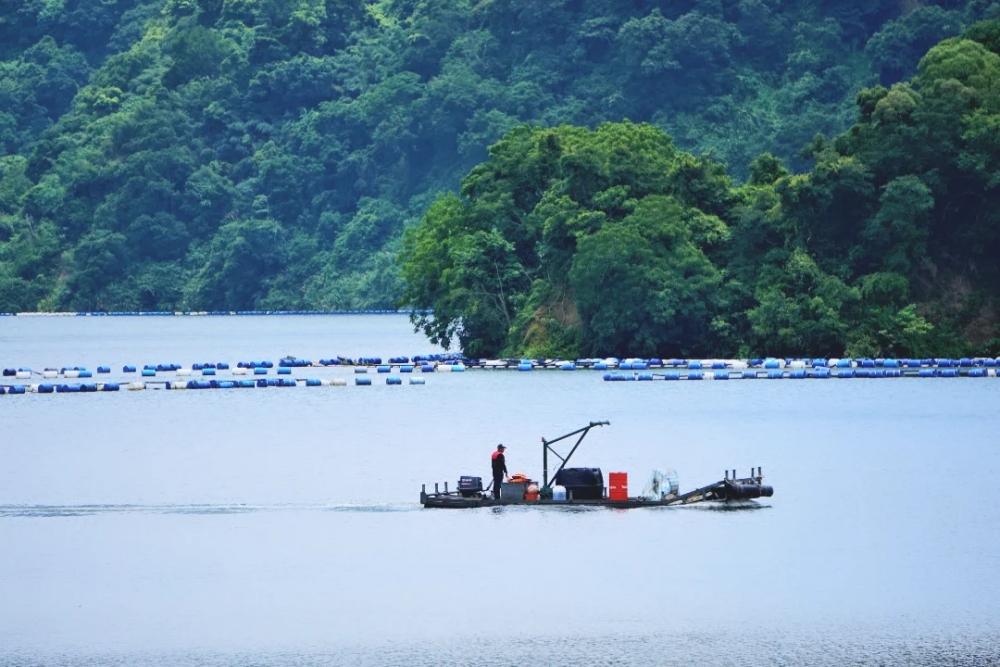 鯉魚潭水庫四周環繞翠綠景色，潭面波光粼粼。（圖／攝影師徐世超提供）