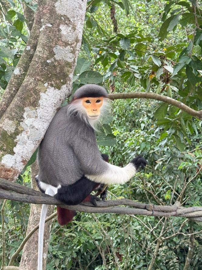 走在戶外步道上，旅客可以近距離觀察樹林間穿梭的動物，如不怕生的白臀葉猴，全身色彩超豐富。