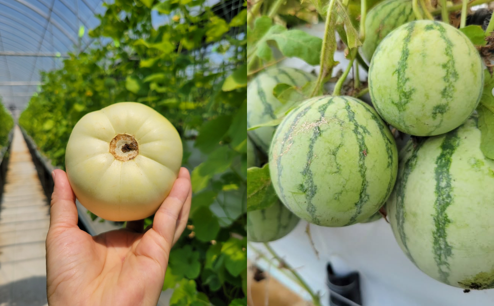 桃園「青青草莓蔬果農場」夏季開放採香瓜，目前小西瓜則是以銷售為主。（圖／桃園青青草莓蔬果農場提供）