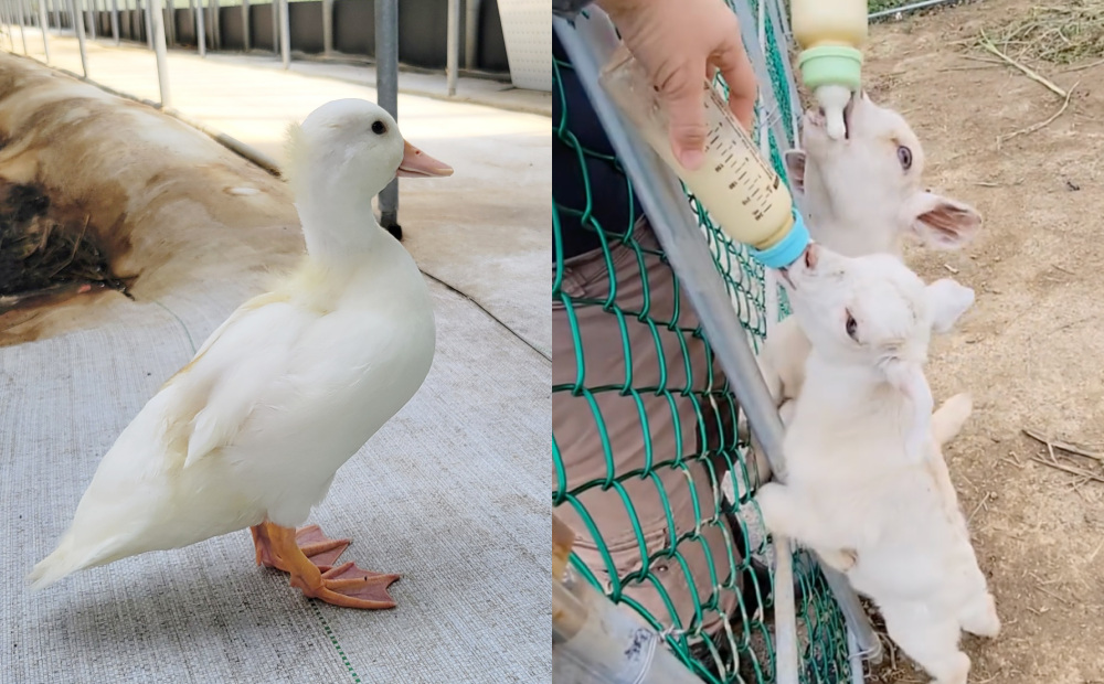 農場提供萌寵互動，可以與逗趣可愛的柯爾鴨、小羊近距離接觸。（圖／桃園青青草莓蔬果農場提供）