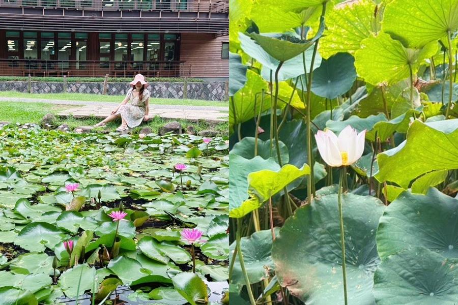 蓮花、荷花怎麼分？看「水面」秒懂差異！北投公園一次賞夏花爭豔