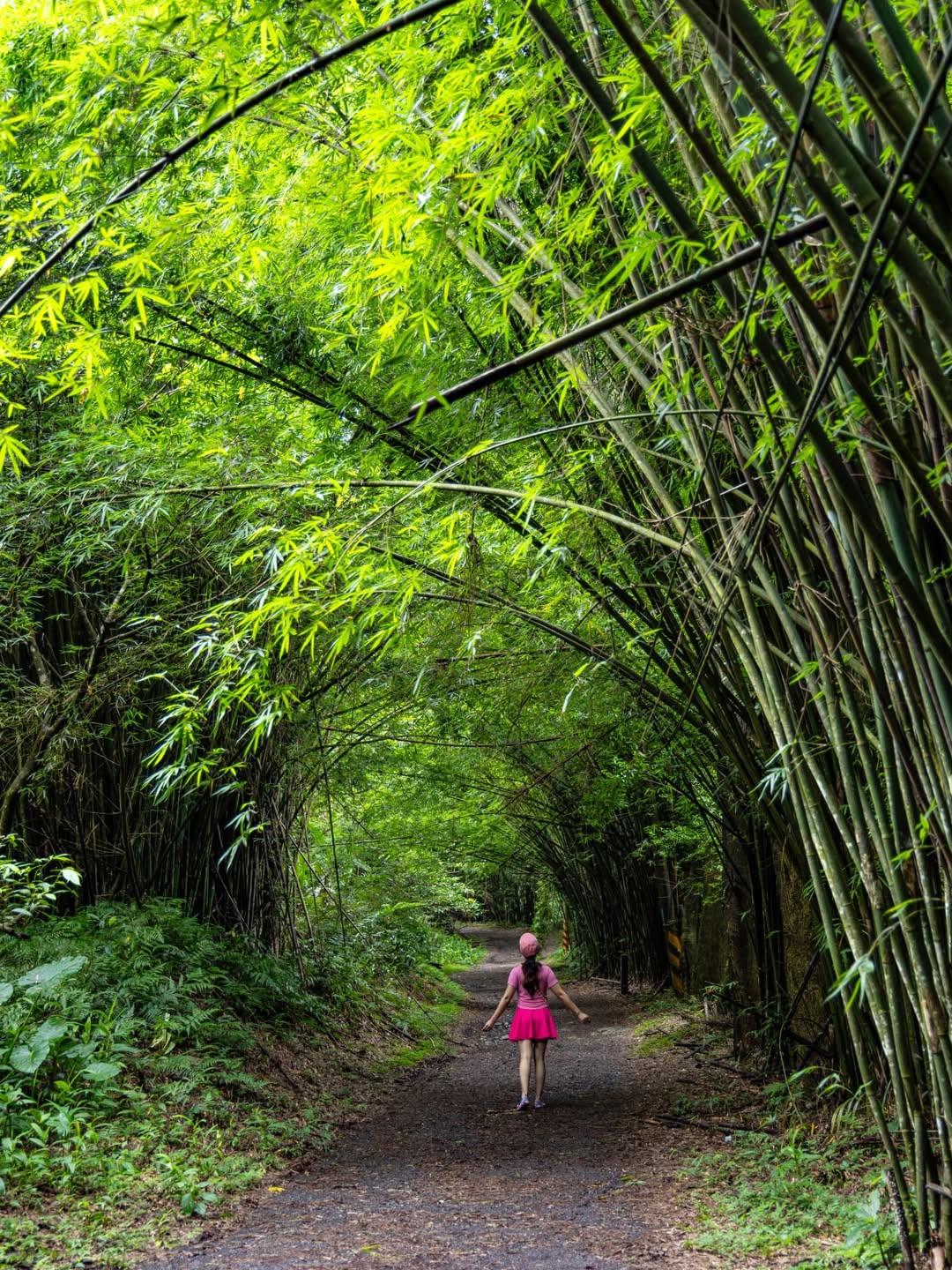 跑馬古道竹林區綠蔭遮天，沒有大樹的路段可遠眺蘭陽美景。（圖／IG@yijiun_lee提供）