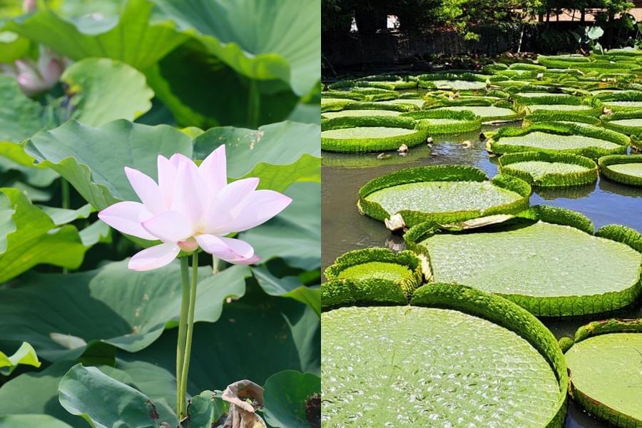 2025桃園蓮花季8月17日前於觀音區蓮花園休閒農業區熱鬧展開。（圖／翻攝自觀音區蓮花園休閒農業區FB粉絲專頁）