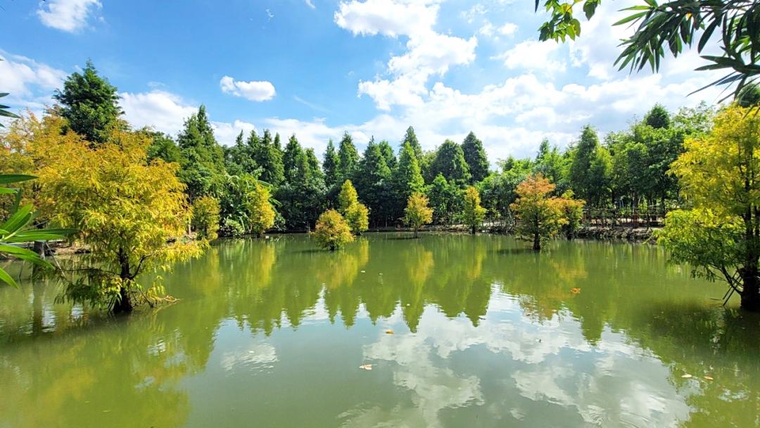 園區內不但有戲水池可以消暑，還有唯美的落羽松林提供賞景、拍美照。（圖／翻攝自野趣森林FB）