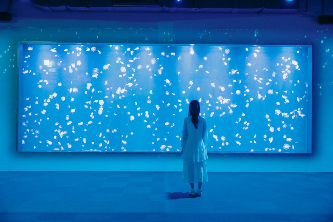 全台最大、寬達8米的巨型水母展缸，成為美拍新亮點。（圖／台中海洋館提供）