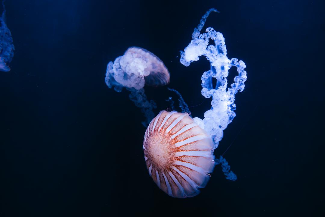 擁有巨大身形的南美洲海刺水母。（圖／台中海洋館提供）