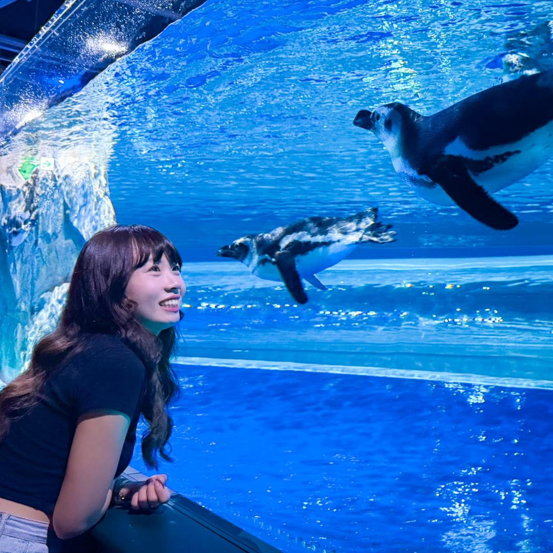 企鵝開放式展示缸讓遊客可以近距離觀察可愛企鵝。（圖／台中海洋館提供）