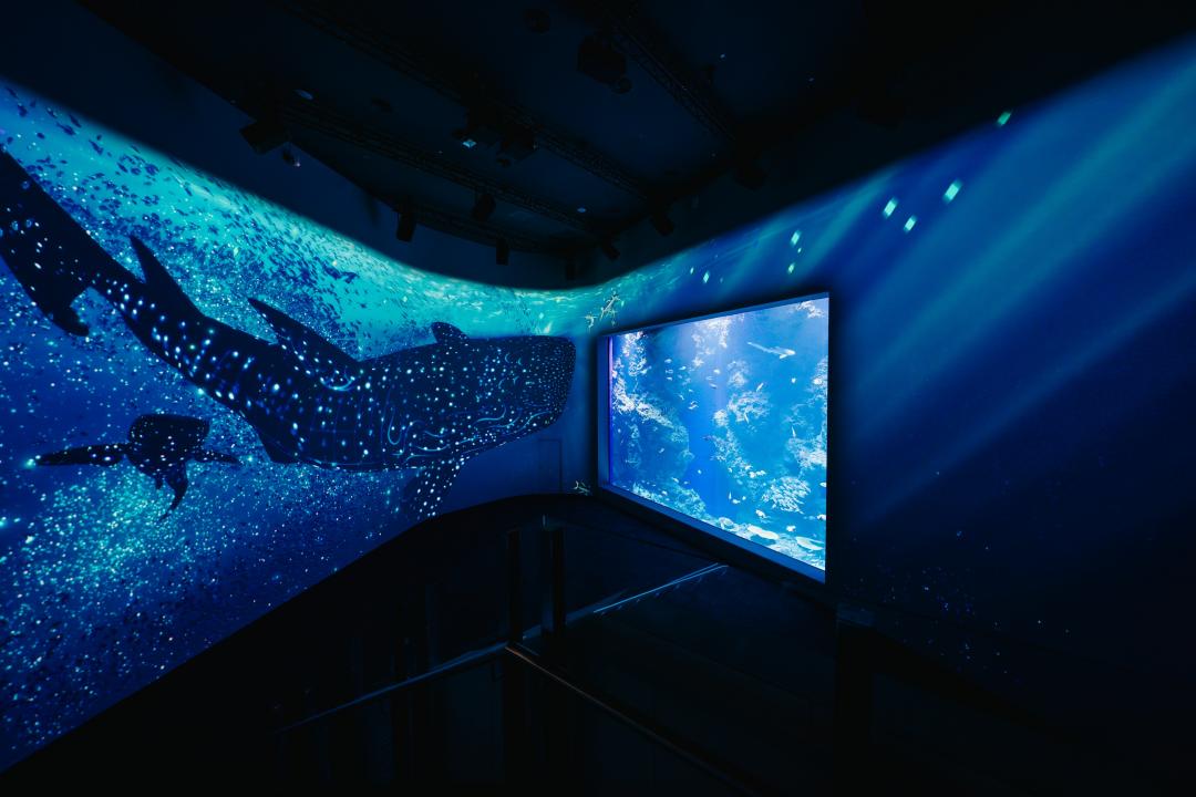 跟著黑潮的豐富生態，搭配令人震撼的劇場式沉浸投影，近距離感受大海的壯麗。（圖／台中海洋館提供）