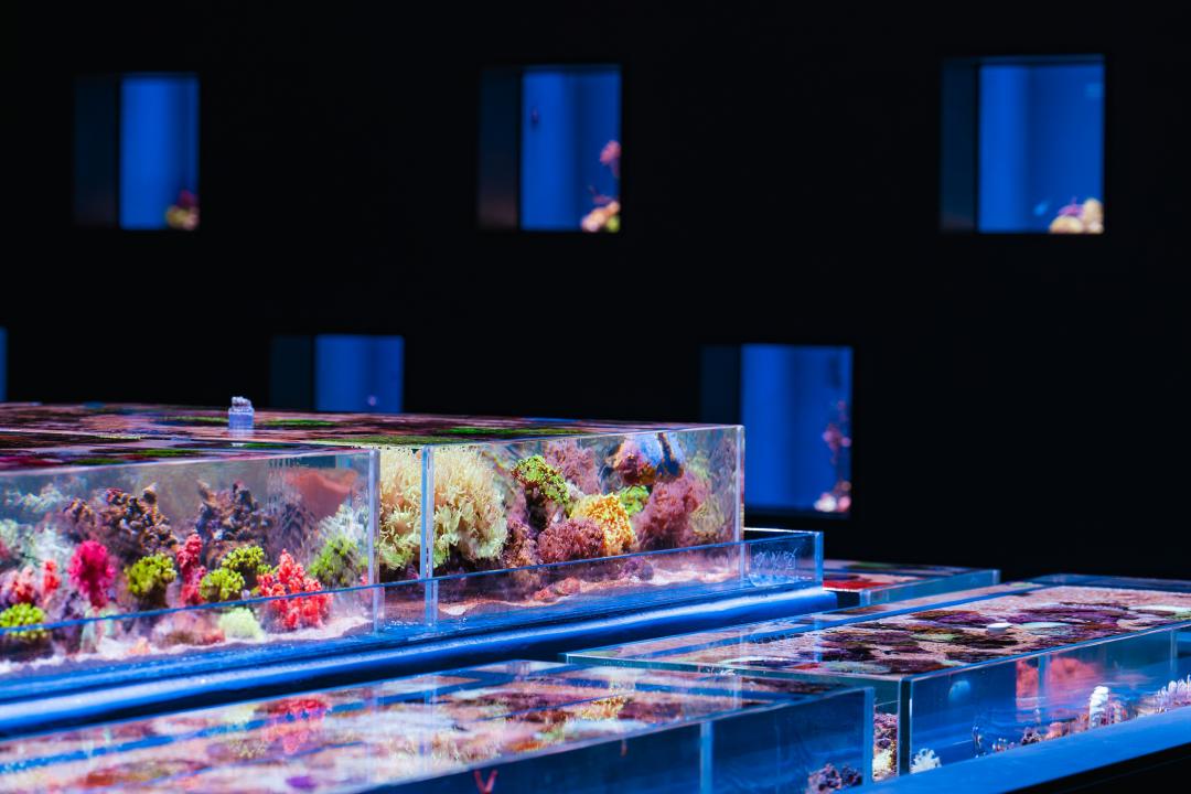 館內展示約40種形態迥異、斑斕艷麗的珊瑚。（圖／台中海洋館提供）