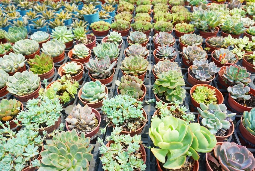 「多肉好好買」販售展示多達500種多肉植物，開放免門票參觀。（圖／攝影師徐世超提供）