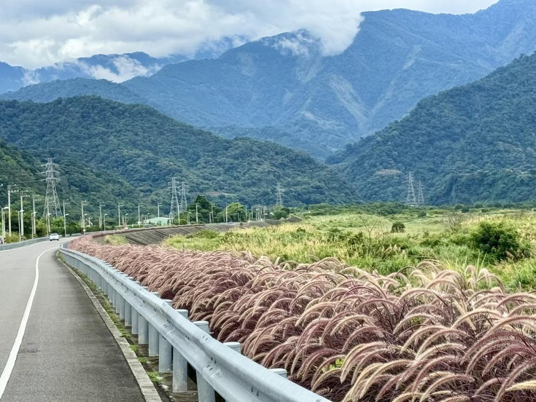 苗栗公路悄悄換上新裝，由縣府栽種的紫葉狼尾草正迎風搖曳。（圖／翻攝自苗栗縣政府農業處FB）