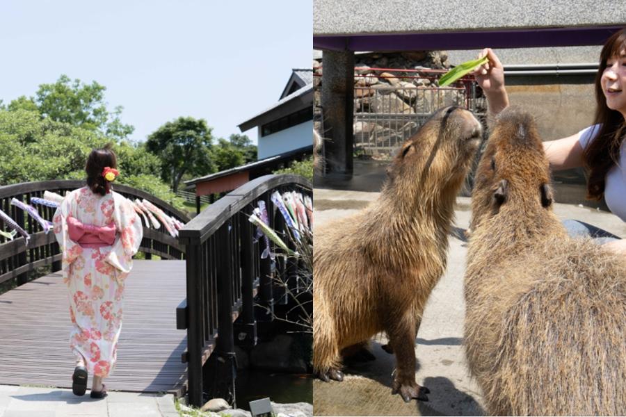 綠舞房客還能換穿經典浴衣或大正時期Hakama文青袴暢遊園區，親手餵食水豚、梅花鹿、羊駝的溫馨互動。（圖／飯店提供）