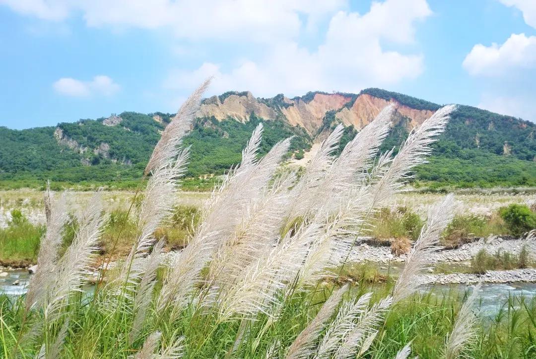 甜根子草隨風搖曳的白色花穗相當浪漫。（圖／攝影師徐世超提供）