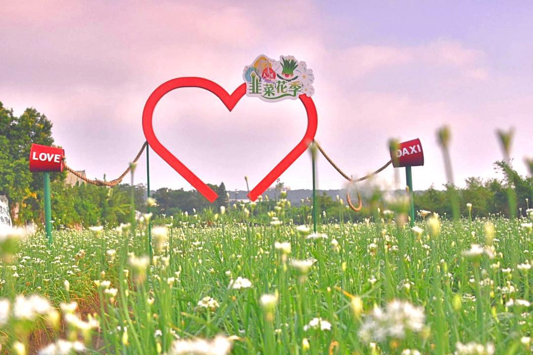 2025桃園大溪韭菜花季即將於8月30日至9月30日登場。（圖為去年花況照，桃園市政府農業局提供）