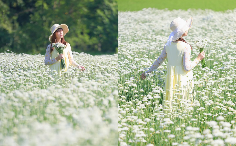 大片純白韭菜花交織成夢幻「九月雪」，吸引遊客走入花田取景拍照。（圖為去年花況照，IG@yijiun_lee提供）