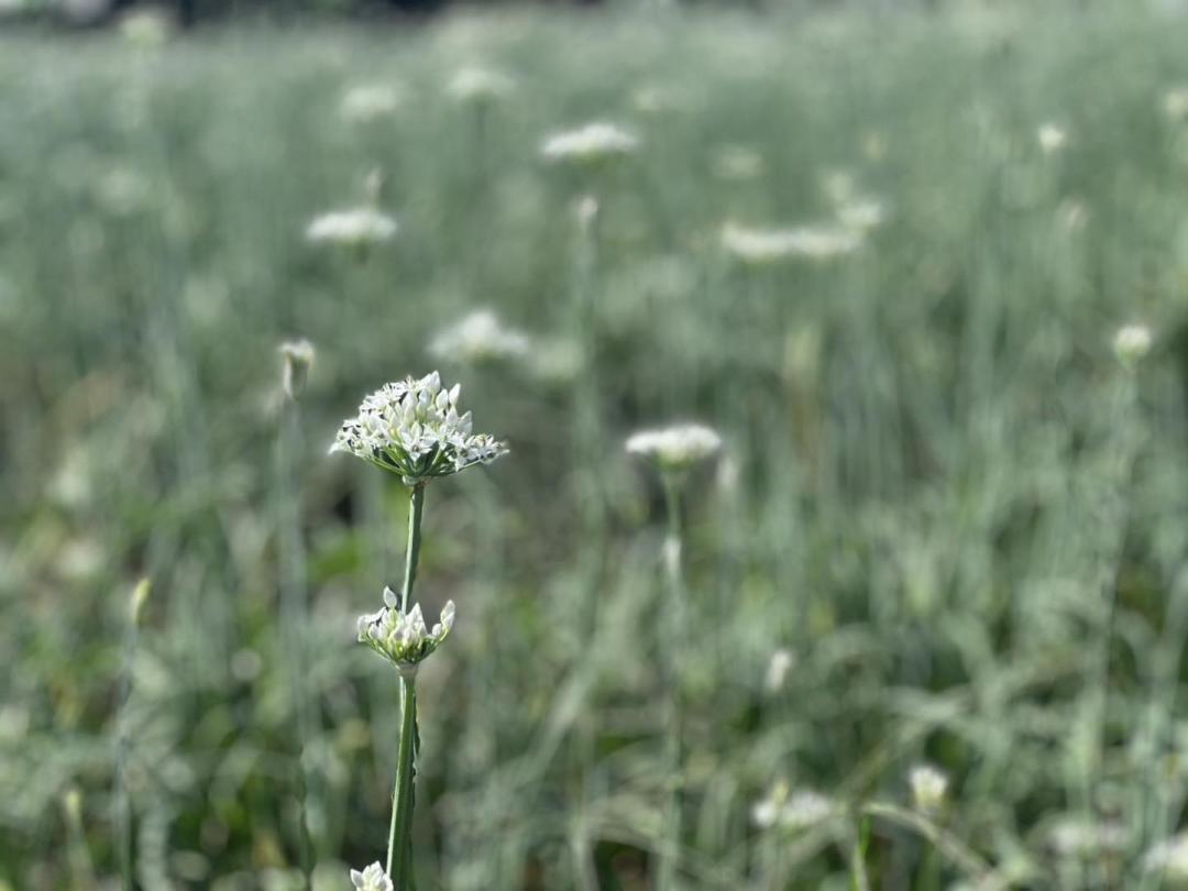 桃園市大溪區大鶯路、大鶯路1020巷、大鶯路1320巷、中庄景觀土丘周邊道路、中庄下崁地區產業道路等路段將進行管制。（圖／翻攝自大溪警好讚FB）