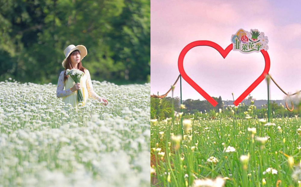 桃園大溪韭菜花季8/30登場！賞九月雪夢幻花海、豐富DIY活動一次看