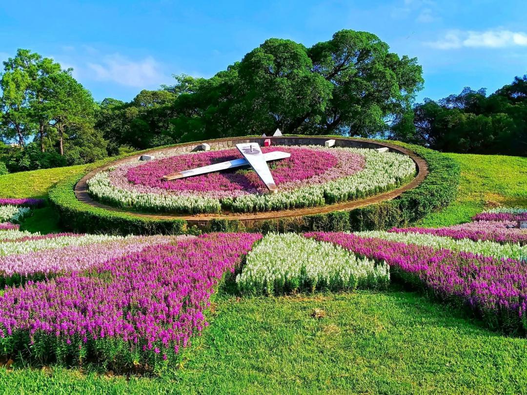 台北萬華青年公園花鐘周圍的天使花盛開，網友分享最新花況十分繽紛吸睛。（圖／網友蔡麗媛提供）