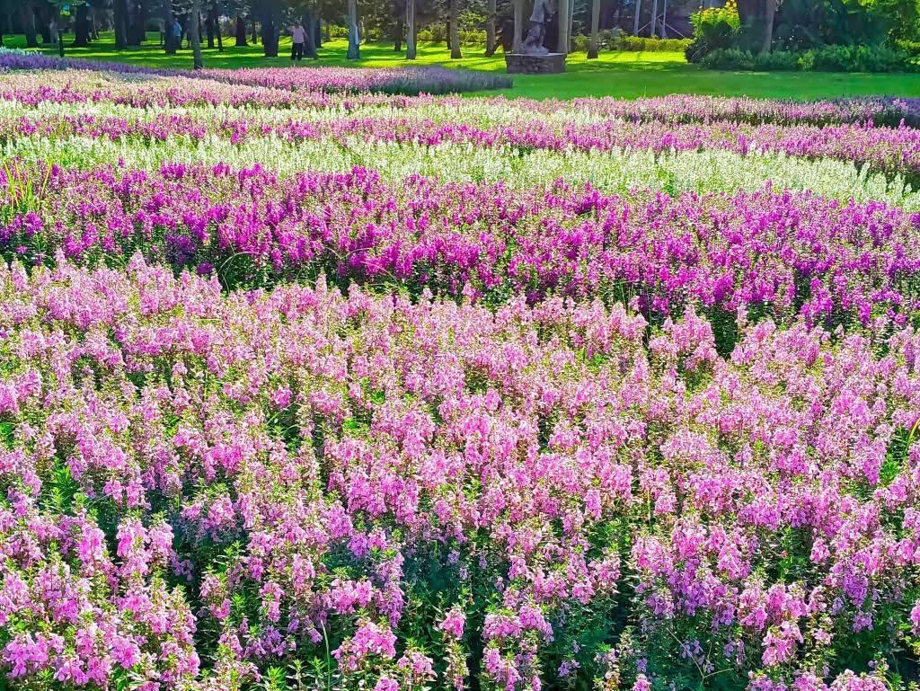 搭乘捷運或公車即可抵達青年花園賞花。（圖／網友蔡麗媛提供）