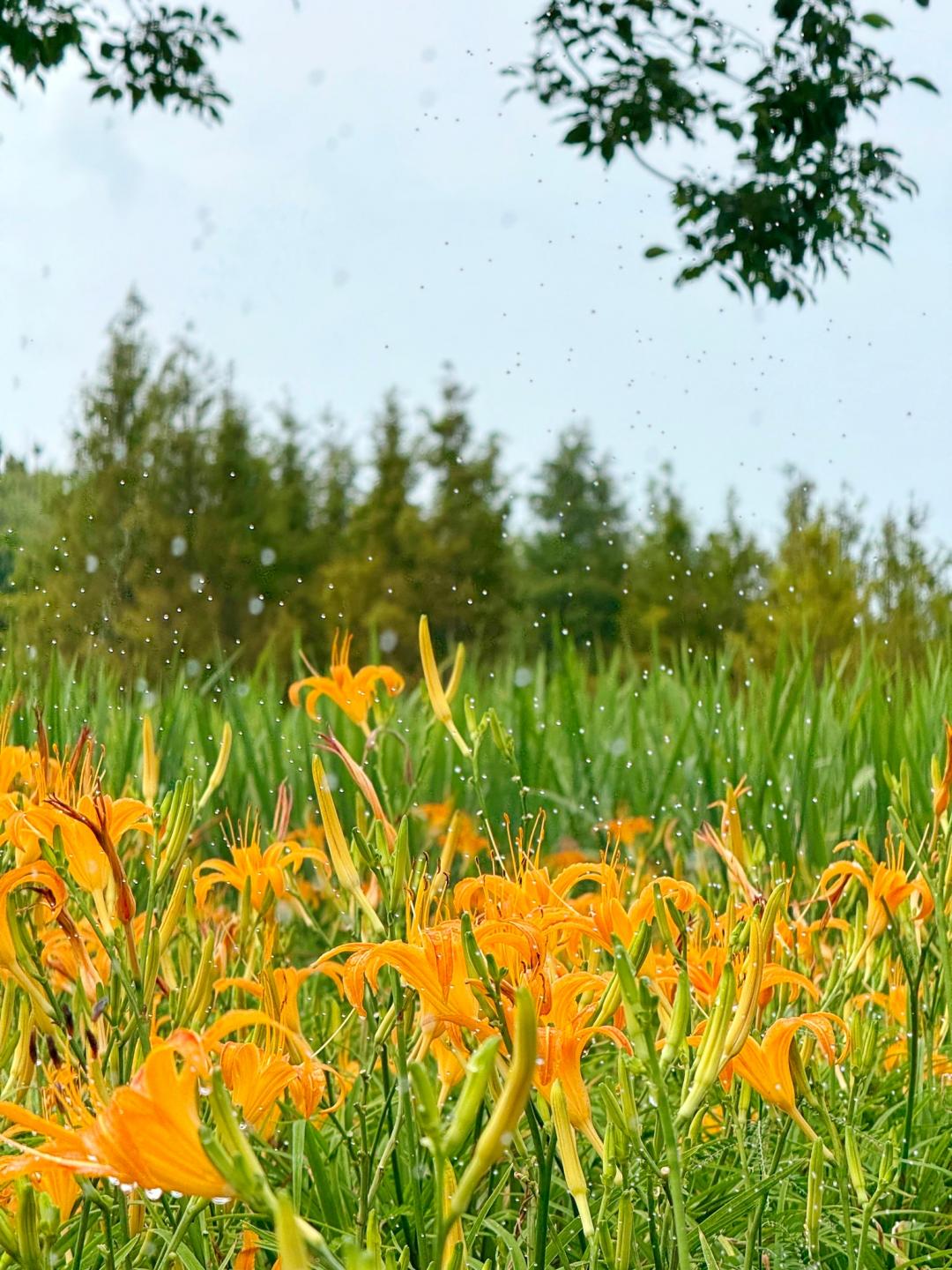 八連溪農夫市集旁金針花秘境綻放中。（圖／翻攝自賞花快報FB)