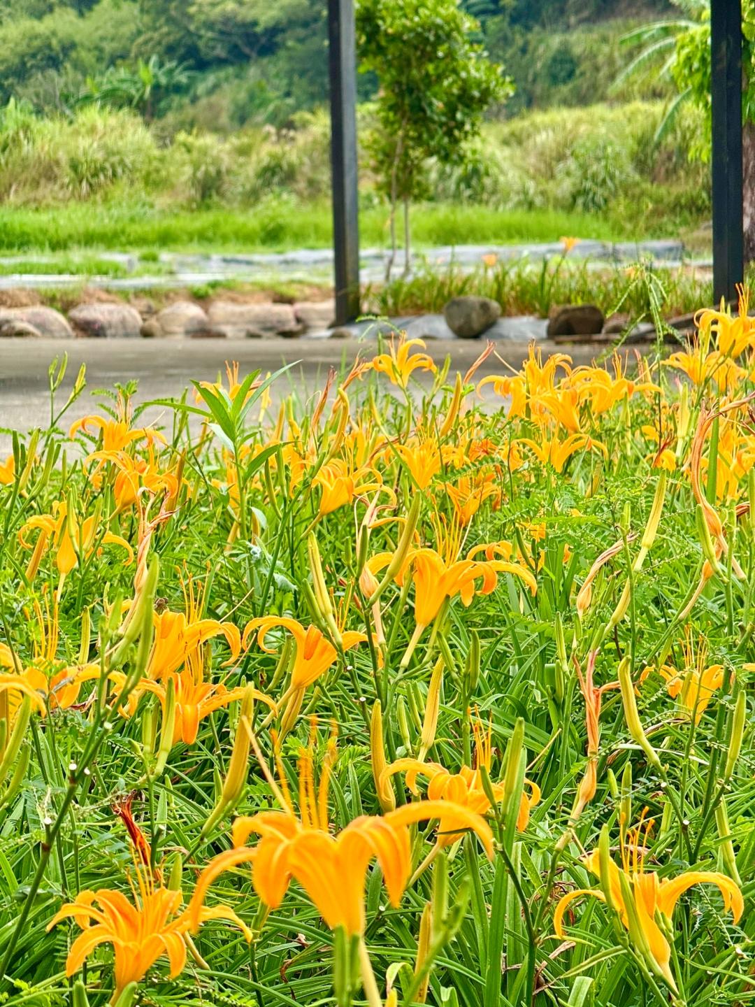 金黃花海充滿初秋氛圍感，相當夢幻。（圖／翻攝自賞花快報FB)