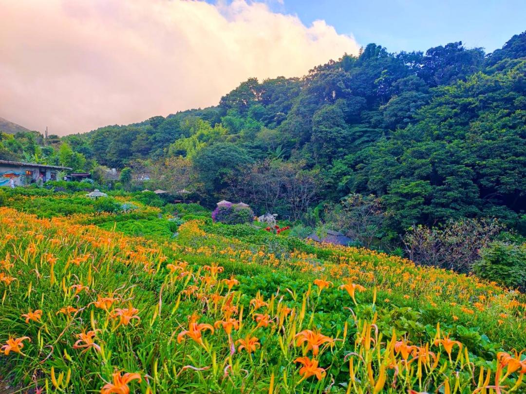 「曹家花田香」獨有的梯田地形，現正開滿金針花與金花石蒜，層層堆疊的花景相當美麗。（圖／翻攝自曹家花田香FB）