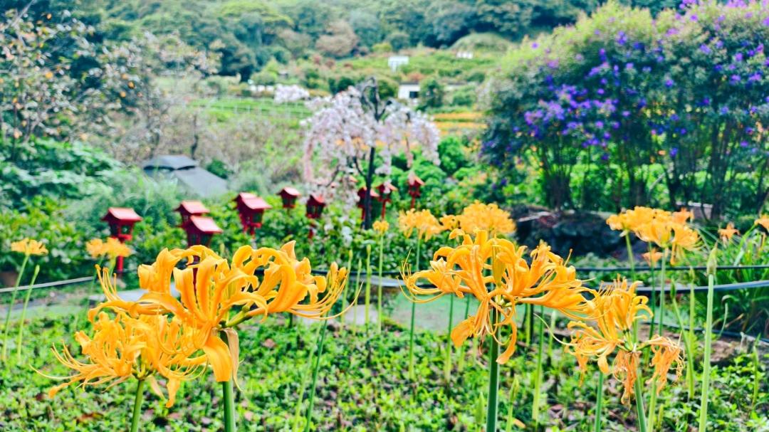 金花石蒜目前已有50株綻放，花況維持在7成左右。（圖／翻攝自曹家花田香FB）