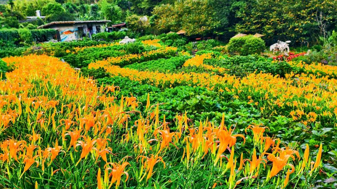北台灣也有整片金針花盛放！三芝打卡賞花秘境、陽明山有史以來開最滿