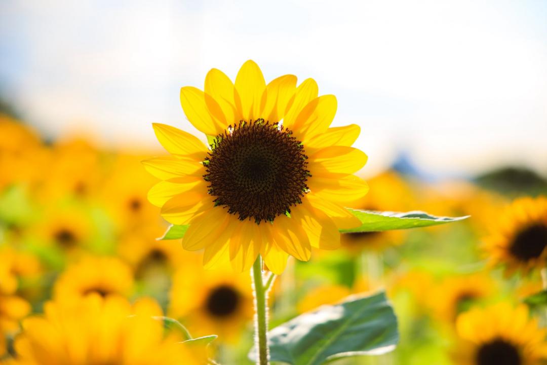 今年向日葵栽種的兩大品種為橙花黑心與橙花黃心。(圖/翻攝自戀戀水綠 台北水利FB)