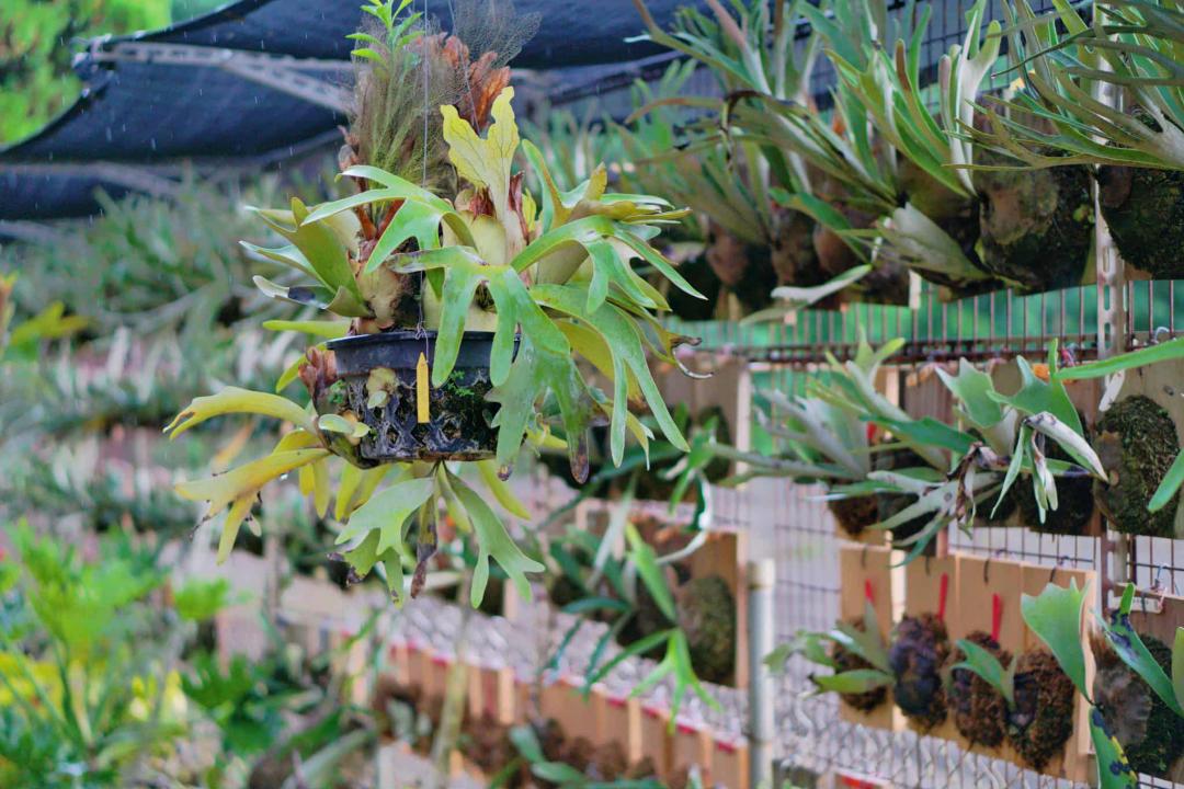 彰化「與你蕨緣」鹿角蕨園區從閒置的豬舍改造而成,如今變身為療癒的植栽天堂。(圖/攝影師徐世超提供)