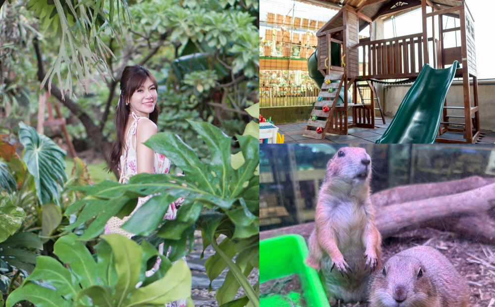 彰化２千坪「鹿角蕨園區」免費參觀！全新親子區放電看小動物、還能唱KTV