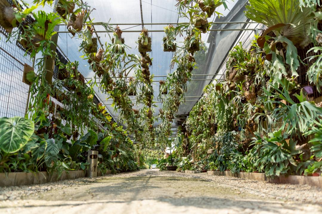「與你蕨緣」打造鹿角蕨綠牆與戶外自然光花園,讓大家捕捉自然系美照。(圖/與你蕨緣提供)