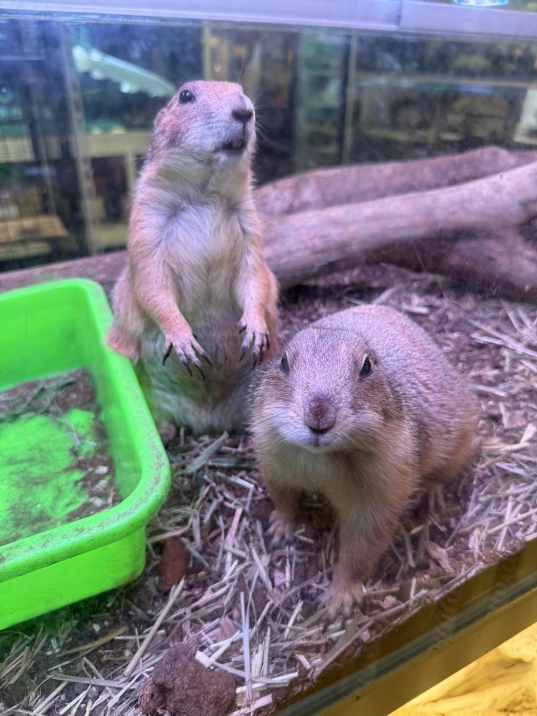 動物互動區可以讓小朋友近距離觀看可愛小動物。(圖/與你蕨緣提供)