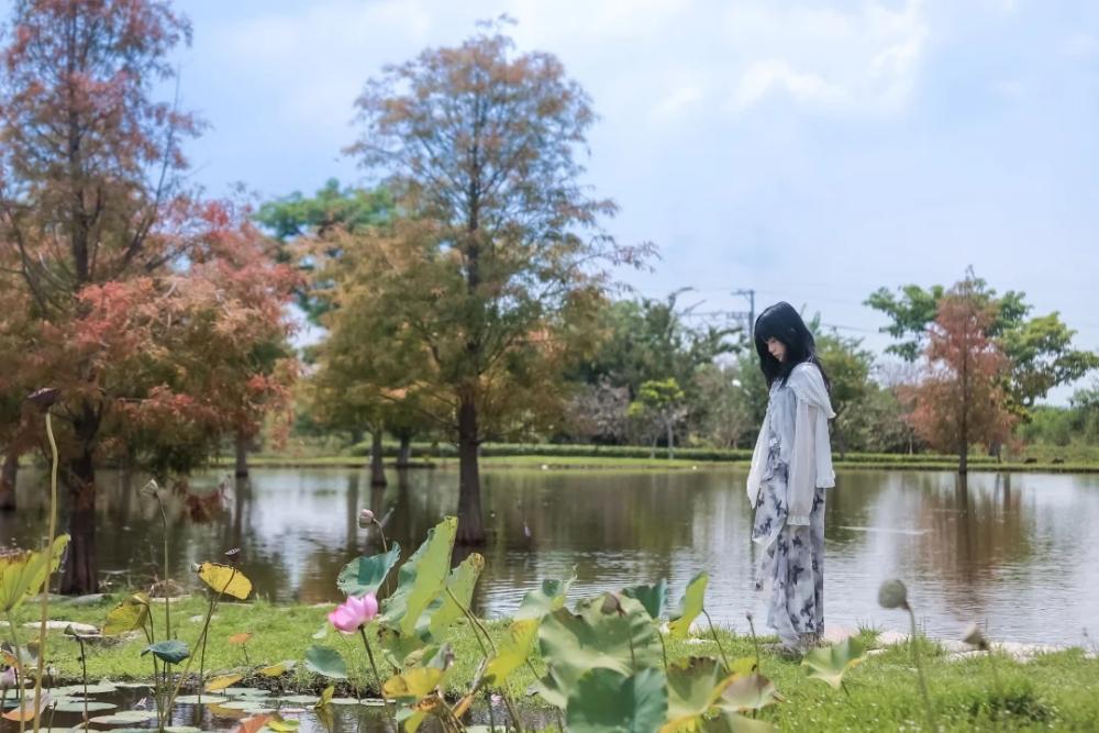 后里環保公園也有數棵落羽松漸漸轉紅。（圖／IG@aday0530提供）