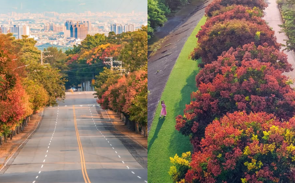 秋日限定大景爆紅！南投欒樹大道長達數百公尺、台中同框高樓山脈美翻