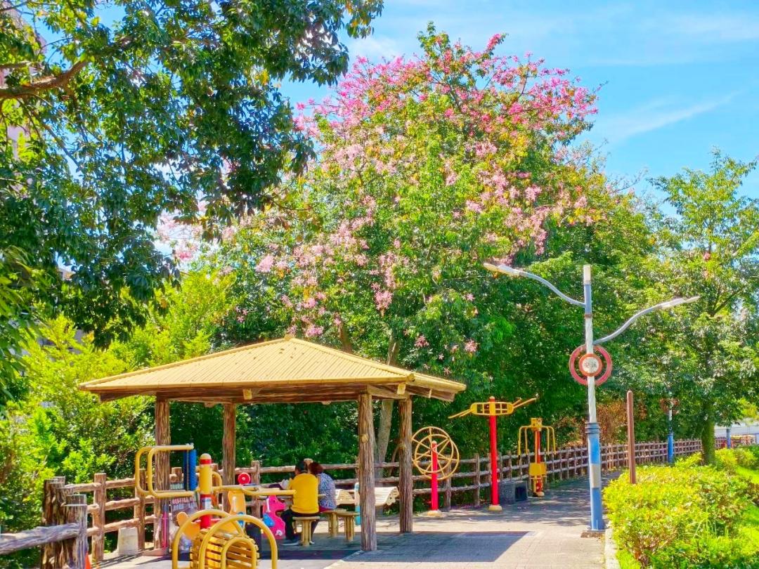 新北三峽安溪翠堤約350公尺長的堤防種有數十棵美人樹，每當花開時節，桃紅、粉色花朵綻放。（圖／翻攝自賞花快報FB)