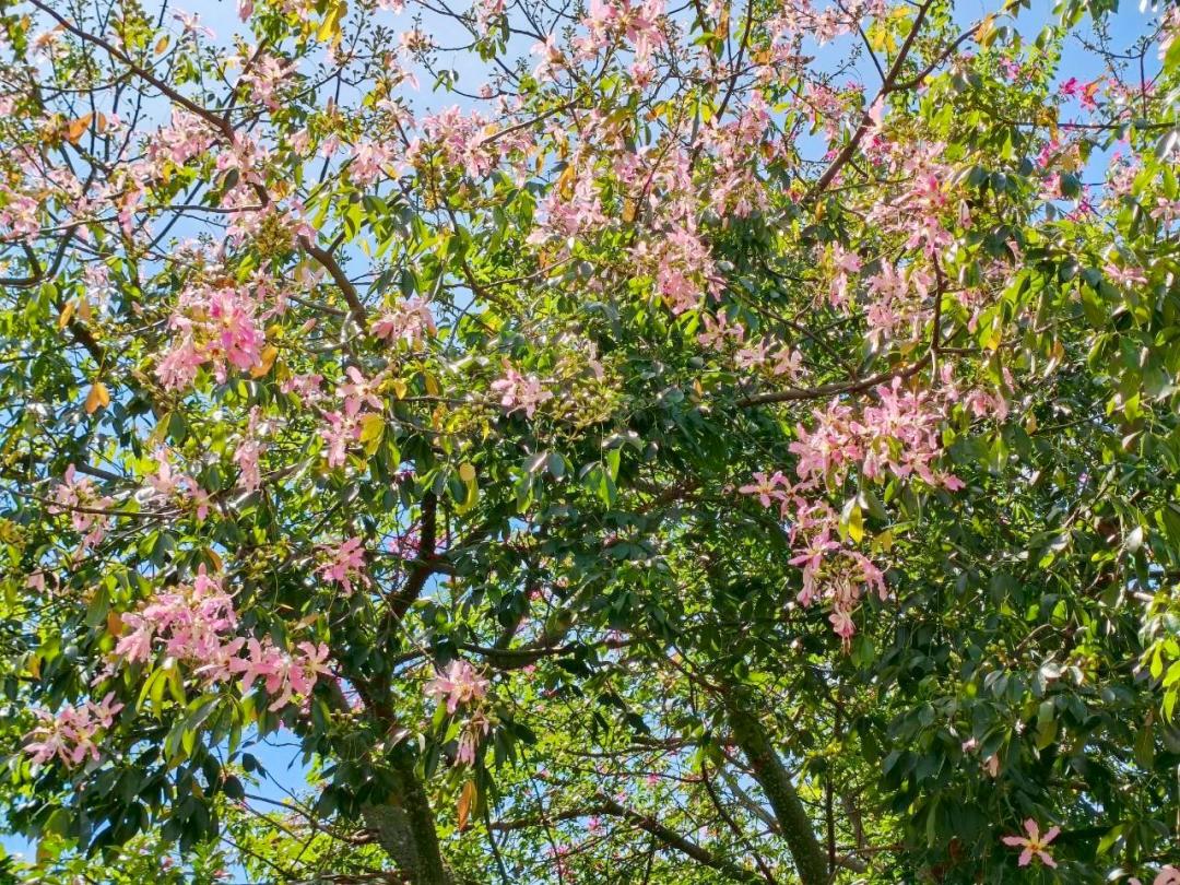 粉嫩花朵掛滿枝頭，映襯著藍天白雲，相當夢幻。（圖／翻攝自賞花快報FB)