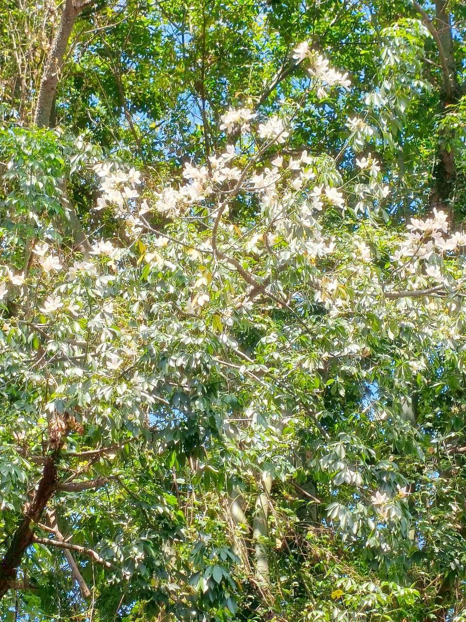 新北三峽安溪翠堤還能欣賞到罕見的白色美人樹盛開。（圖／翻攝自賞花快報FB)