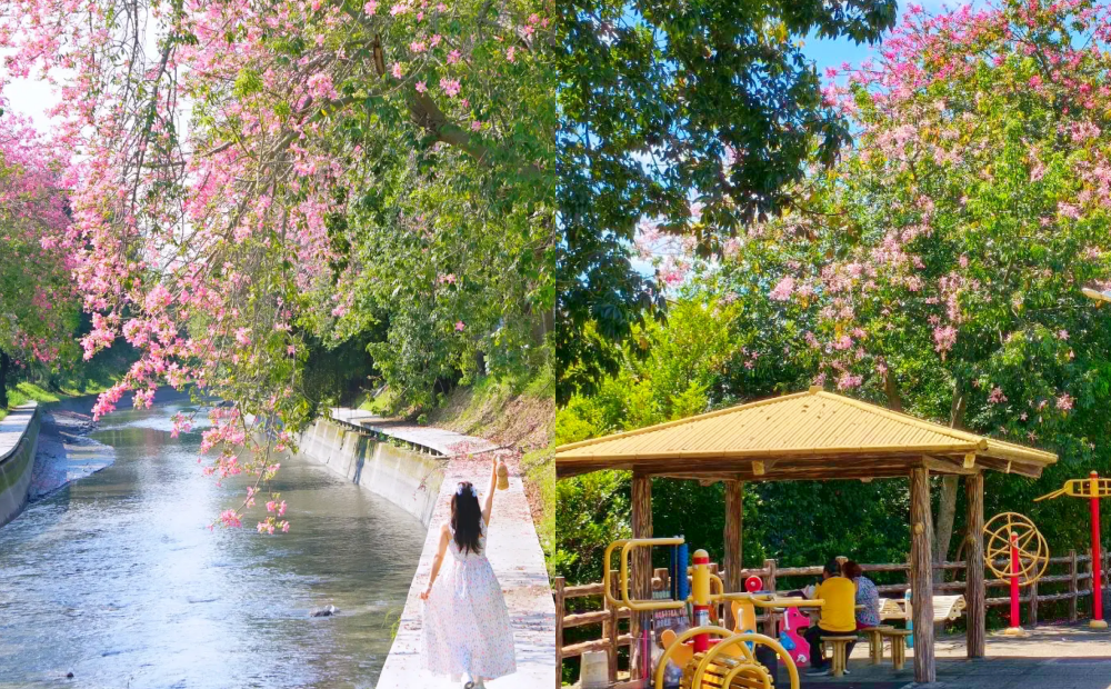 彰化粉嫩花海同框水岸步道超夢幻！新北三峽罕見白色美人樹綻放