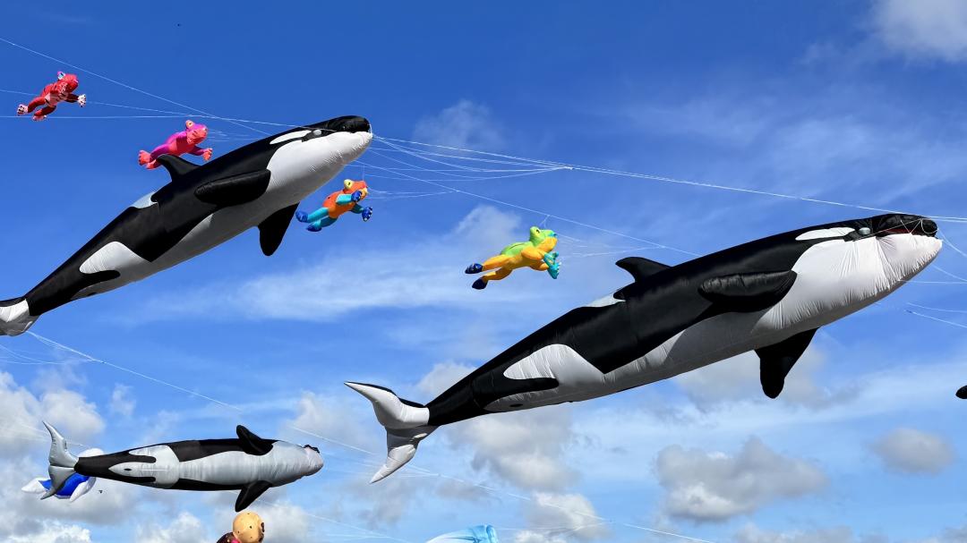 30隻海洋生物主題風箏升空，與壯麗海景與碧藍天空交織出夢幻畫面。（圖／活動單位提供）