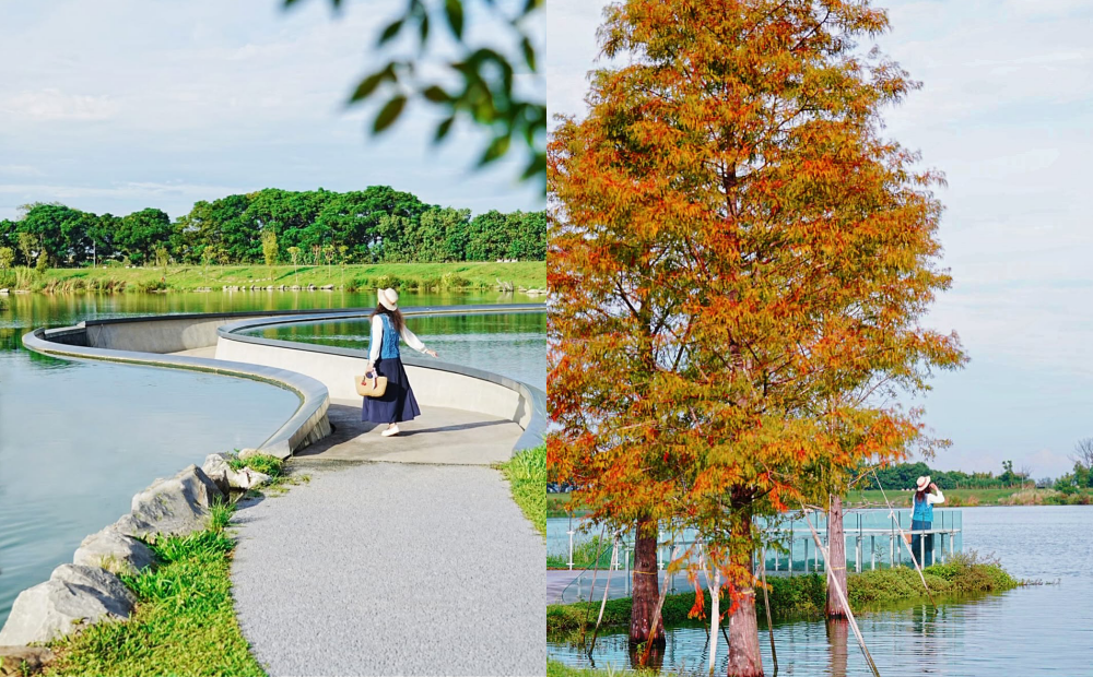 「公園版摩西分海」神秘視角在桃園拍！同步欣賞水岸落羽松林變色
