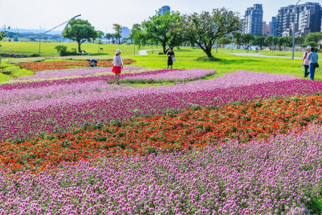 台北河濱公園「漸層花毯」美到10月中旬!5萬盆雙色圓仔花、百日草盛開 台北河濱公園「漸層花毯」美到10月中旬!5萬盆雙色圓仔花、百日草盛開