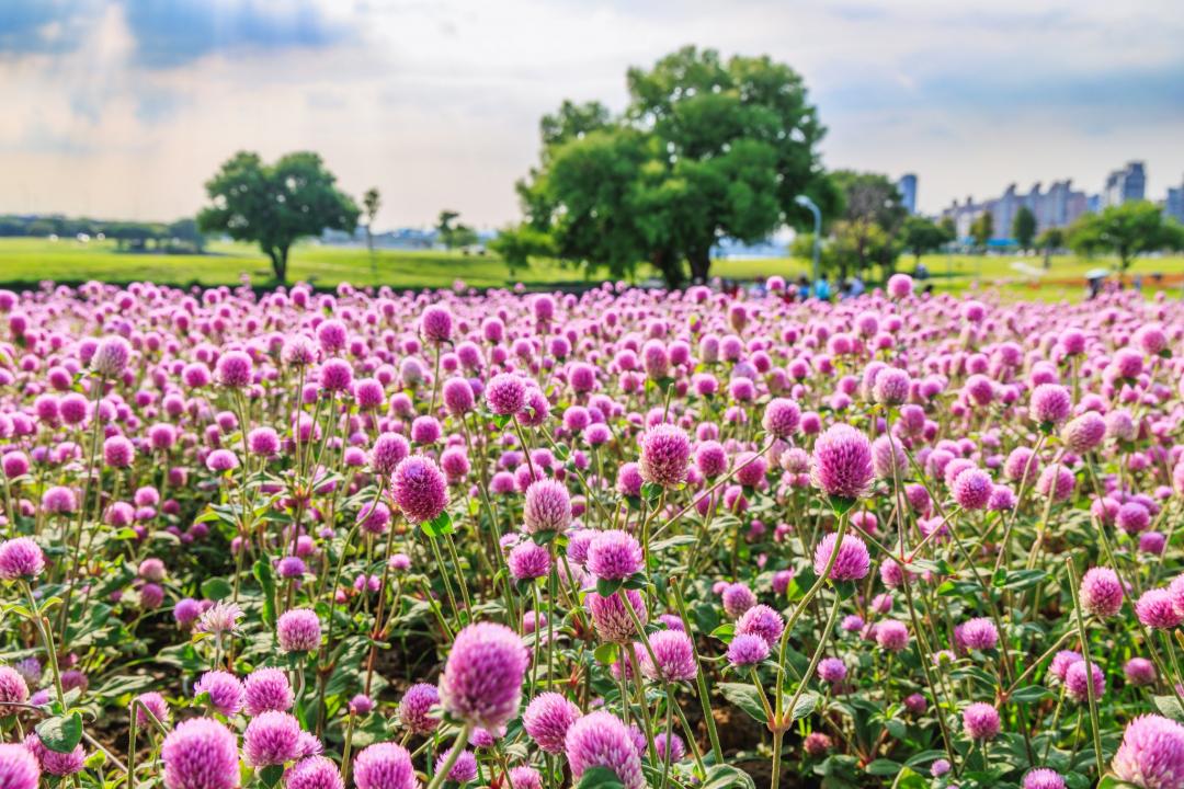 可愛的雙色圓仔花海滿開中。（圖／翻攝自戀戀水綠 台北水利FB，攝影曹正邦）