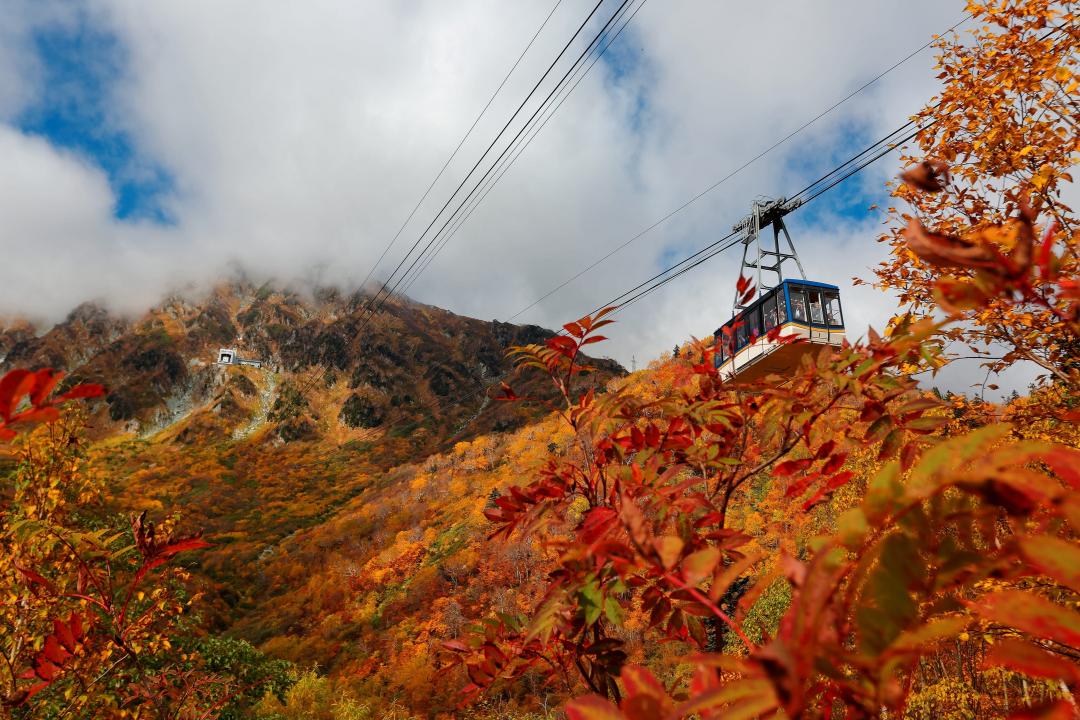 前往日本搭乘立山黑部紅葉纜車，欣賞秋季限定壯闊風景。（圖／業者提供）
