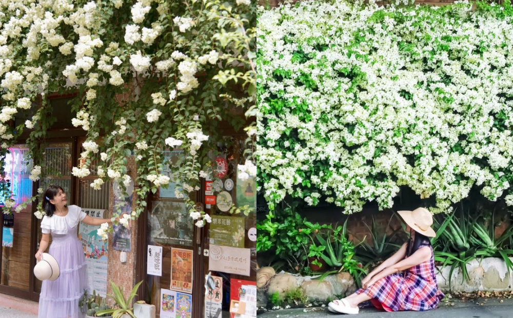 連假來拍純白九重葛花海爆開!台中藝術街、彰化老屋咖啡廳瘋打卡 連假來拍純白九重葛花海爆開!台中藝術街、彰化老屋咖啡廳瘋打卡