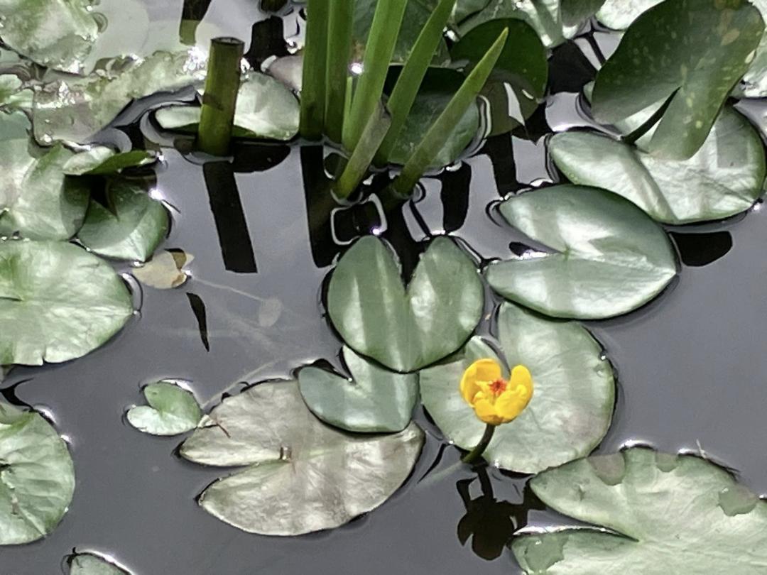 台灣萍蓬草開花時綻放亮眼的 鮮黃色小花，葉片則呈現夢幻的愛心形狀。（圖／翻攝自賞花快報FB）