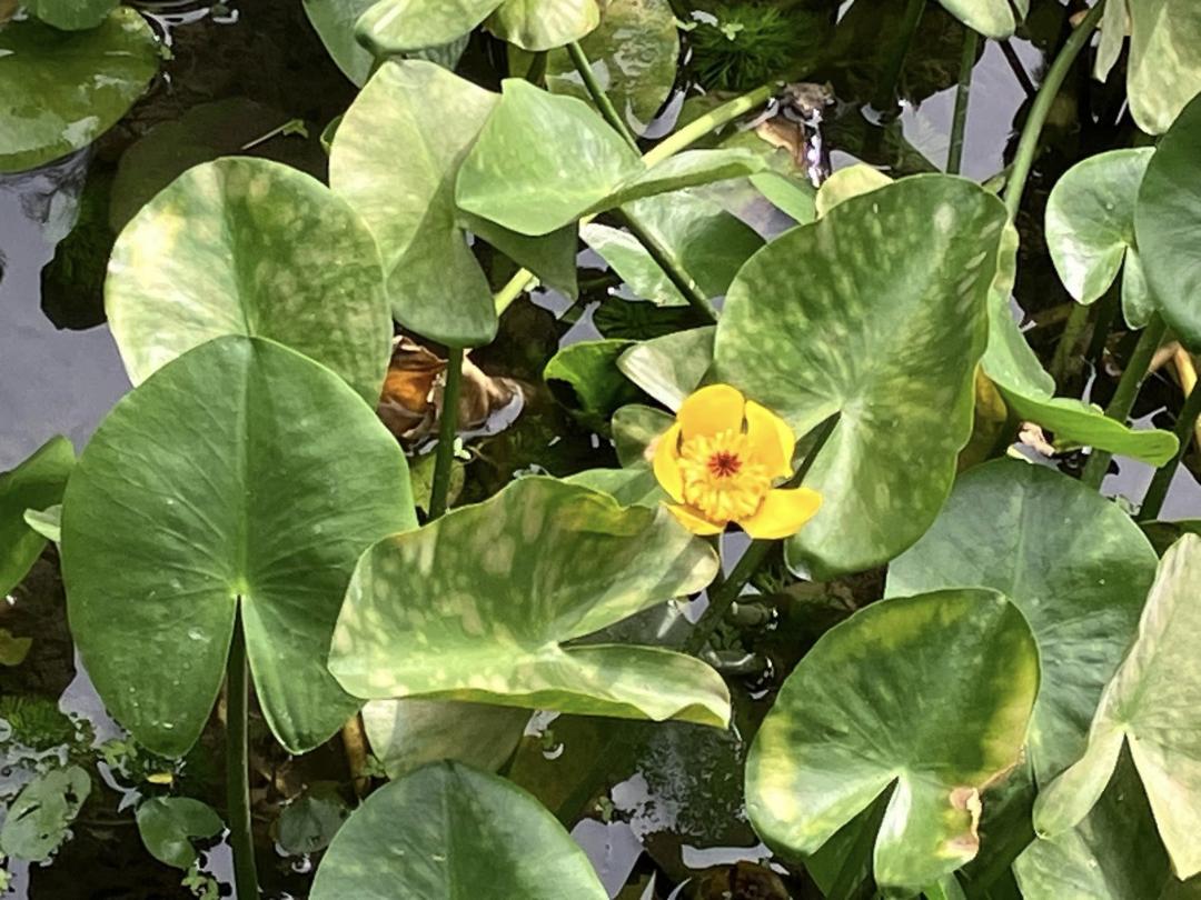台灣萍蓬草被譽為是新莊頭前運動公園的隱藏版小奇蹟。（圖／翻攝自賞花快報FB）