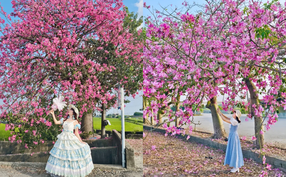 彰化美人樹新秘境！巨大粉紅花樹爆開、浪漫鋪滿花毯趁雙十來拍