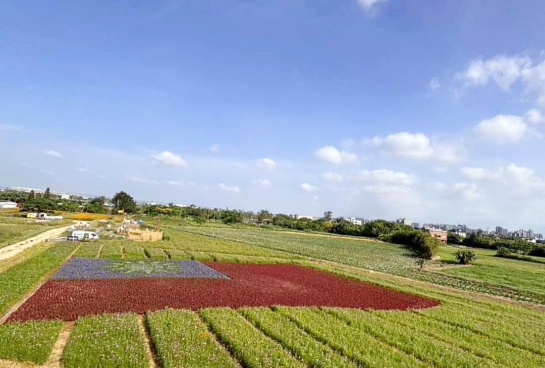 登上罐子埤觀景台，欣賞整片花海與藍天白天相互映襯。（圖／翻攝自桃園市民政局FB）