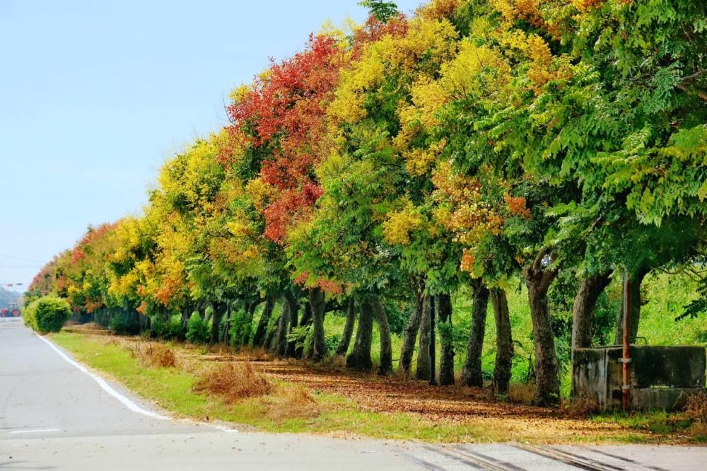 雲林東勢鄉自行車道整排台灣欒樹正在繽紛變色。（圖／攝影師徐世超提供）
